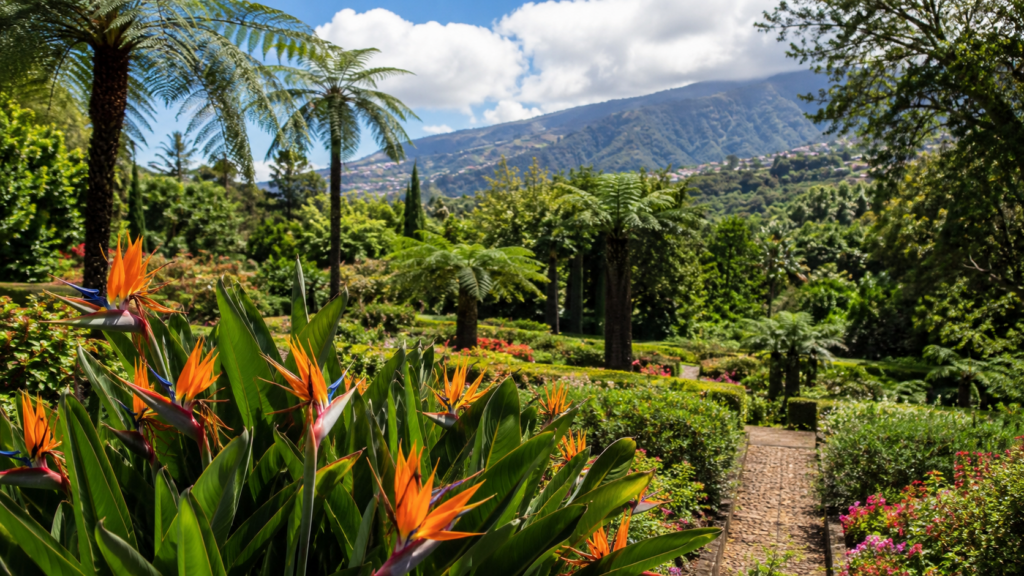 Madeira beste Reisezeit – Madeira Blütezeit: Farbenprächtige Hortensien und exotische Pflanzen auf der Insel